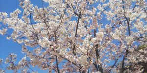 城山公園桜