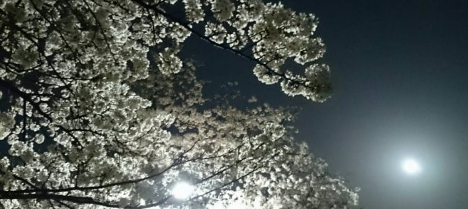 夜桜＆朝桜