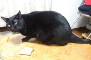 黒猫クロ