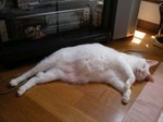 うちのナナちゃん