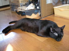 猫のために。。。