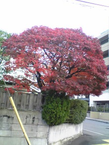 ＪＲ芦屋　美容室＆アロマ・フェイシャル・リラクゼーションサロン　ア クール-111210_075442.jpg