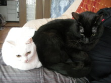 ア.クール-白猫黒猫