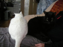 ア.クール-白猫黒猫ナナとクロ