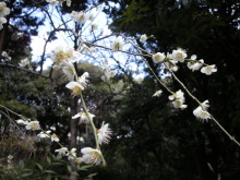 今年は遅い梅の花～岡本梅林