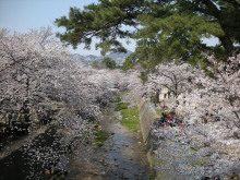 夙川の桜