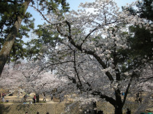 夙川の桜2