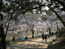 夙川の桜3