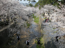 夙川の桜4