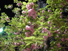 アロマ香るＪＲ芦屋の美容室＆アロマ・フェイシャル・リラクゼーションサロン　ア クール-八重桜