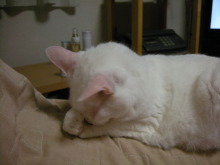 アロマ香るＪＲ芦屋の美容室＆アロマ・フェイシャル・リラクゼーションサロン　ア クール-白猫　ナナ