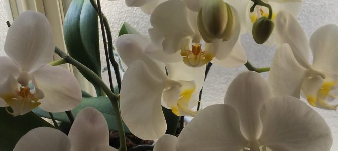 今年も咲きました 今年も咲きました