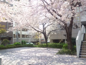 桜のじゅうたん