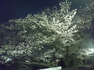 夜桜