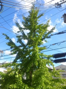 秋晴れ２