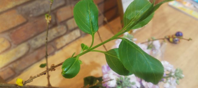 「ネロリ香る春の頭皮ほぐし」