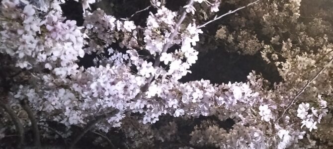 秘密の公園