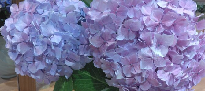 お花のお裾分け