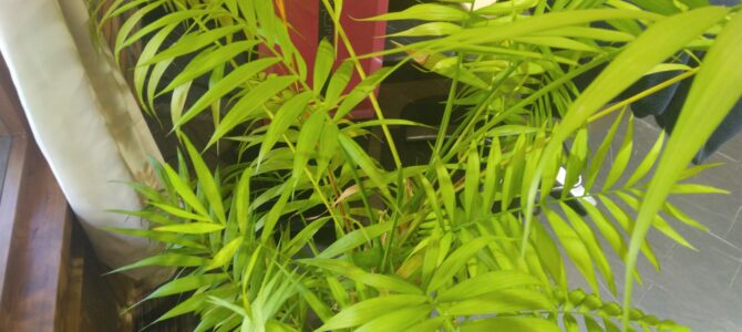観葉植物の植え替え