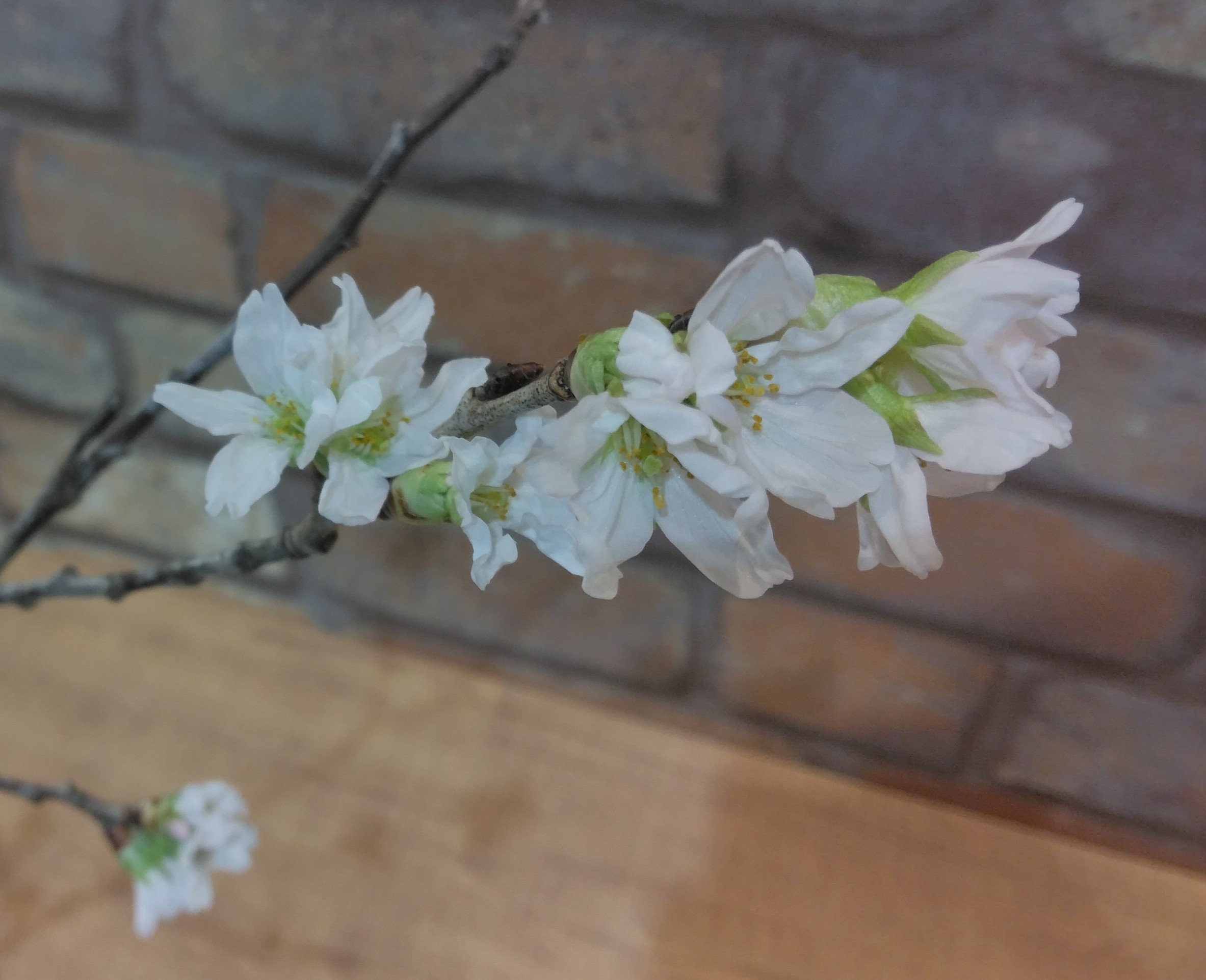 桜咲く