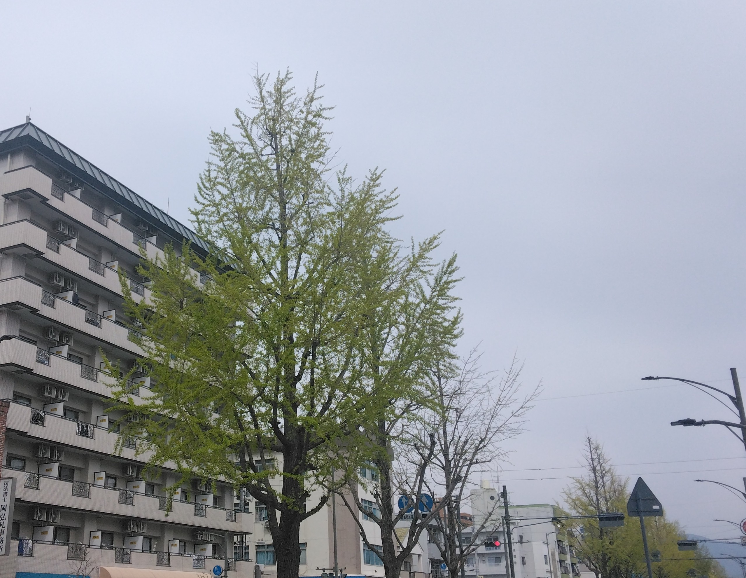 ツバメが来るかも？