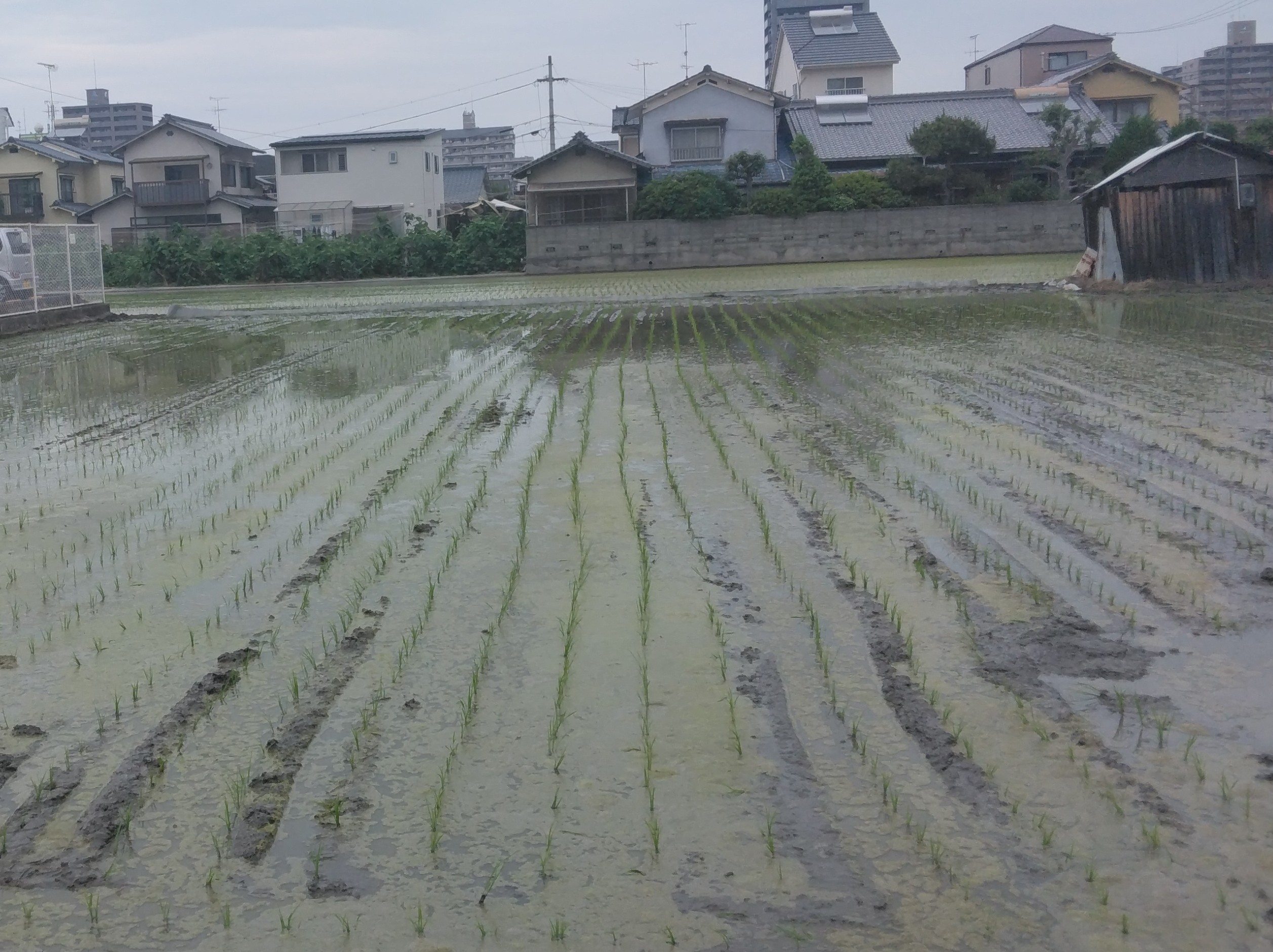 田植え 田植え