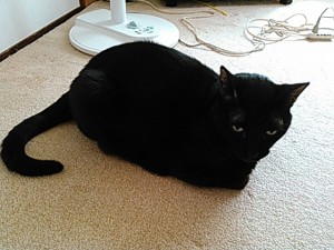 黒猫　クロ