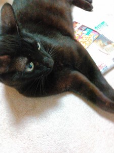 黒猫　クロ