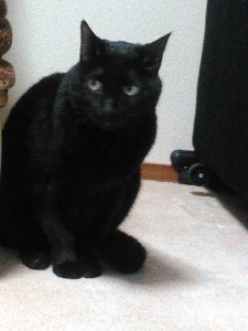 黒猫クロ