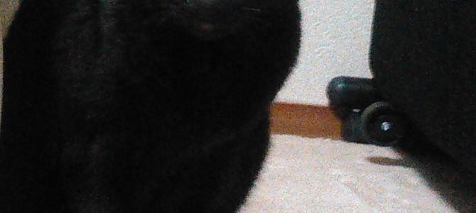 黒猫に会えたら