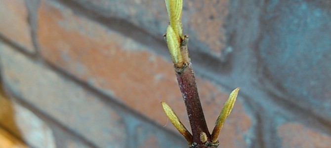 発芽