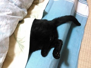 黒猫クロ