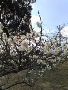 梅津寺　白梅