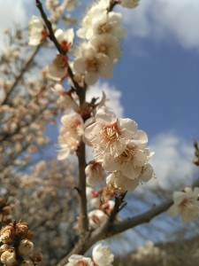 梅津寺　梅