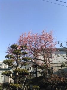 松山の桜