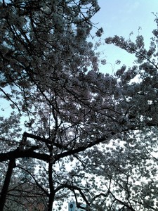 松山城桜
