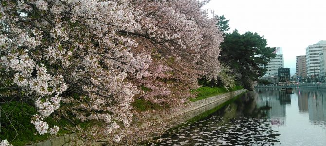 松山城桜