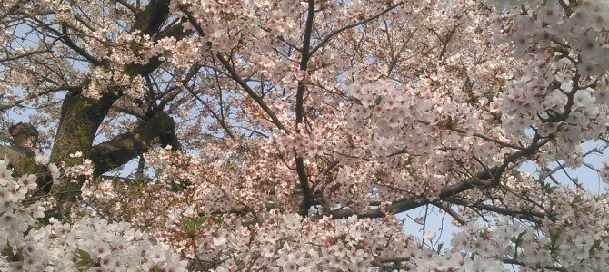 別れと出会いとの春